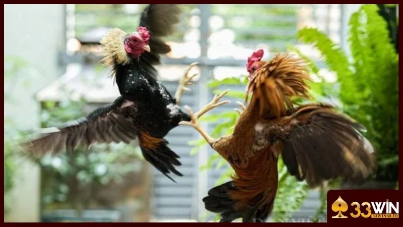 Đá gà 33WIN - Live đá gà Thomo với hơn 100+ trận đấu 2 Danh mục đá gà được yêu thích tại nhà cái 33WIN