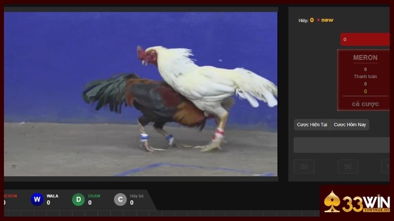 Đá gà 33WIN - Live đá gà Thomo với hơn 100+ trận đấu 3 Trận đấu live trực tiếp với hình ảnh rõ nét