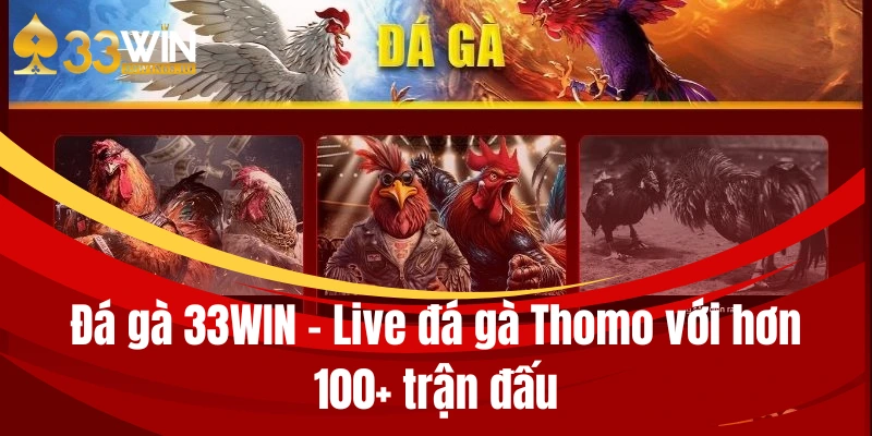 Đá gà 33WIN - Live đá gà Thomo với hơn 100+ trận đấu 1 da ga 33win